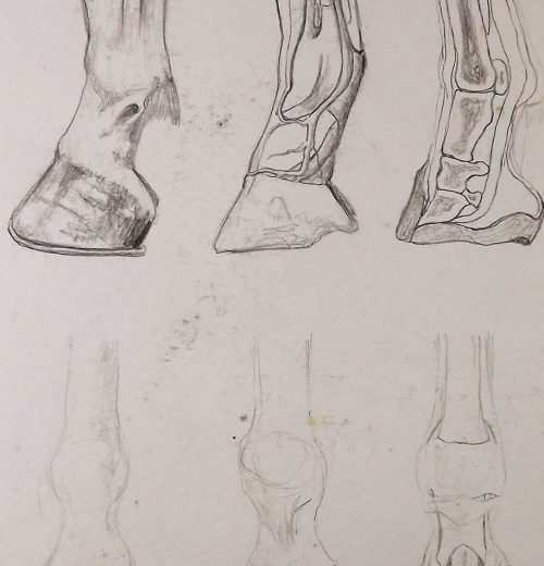 10drawing-horse-mairameirellesux